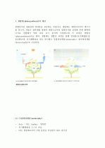 (A+ 레포트) 광합성의 개념 및 광합성 과정에 대하여  2페이지