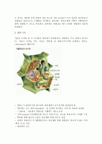 (A+ 레포트) 광합성의 개념 및 광합성 과정에 대하여  4페이지