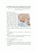 뇌구조, 기능 및 명칭  10페이지