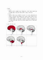 뇌구조, 기능 및 명칭  12페이지