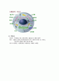 세포의 구조와 기능 2페이지