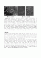 Pearlite, Bainite, Martensite 각각의 생성과정과 조직의 특성 과 Ausforming과 Marquenching에 대해 2페이지
