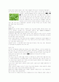 허브의 종류와 이용-상수 허브랜드를 다녀와서 2페이지
