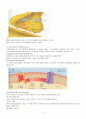 신경계에 관하여(뉴런과 시냅스) 5페이지