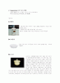 황산철(Ⅲ)ammonium 중의 철의 정량 사전보고서 7페이지
