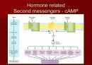 호르몬의 작용 기전에 관한 팀프로젝트~파워포인트[A+받는 특급 자료] 5페이지