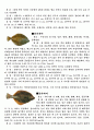 가자미[flat fish]의 특징 분포,분류,종류 및 생태 6페이지