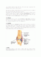 [무릎관절 (Knee Joint)의 해부학적 구조] 2페이지