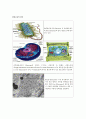 Ribosomes Build a Cell's Proteins 2페이지