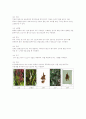 중국요리의 문화와 이해 11페이지