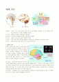 뇌의 구조 2페이지