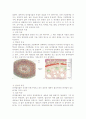 식물-Observation of Angiosperm-Monocotyledom 2페이지