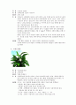 식물도감 2페이지