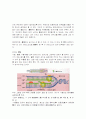 생명과학 분야에서 사용되는 한자어와 이들의 타당성 조사분석 4페이지