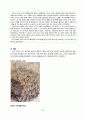 한국 문학 속 소나무, 금강산이 문학의 소재로 사용된 예와 의미 22페이지