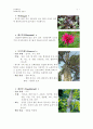 [피부관리미용학] 방향요법(아로마 테라피) 종류와 효능 7페이지