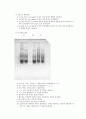 [미생물실험]  PURIFICATION OF PLASMID DNA(bacteria의 plasmid에 대해 알아보고 DNA의 구조에 의한 추출 원리를 이해) 7페이지