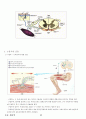 04.운동생리학 {에너지 대사 및 근수축, 순환계•호흡계•내분비계, 훈련 생리학, 운동처방의 이해 및 적용} [임용 전공체육 체육교육과 전공 서적 요약본 레포트, 임용 필수 노트] 32페이지