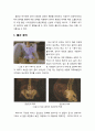 [영유아발달] ≪출산(出産)≫ 출산 준비, 출산 과정, 대안적인 분만방법들, 출산과정에서 발생하는 문제들(제왕절개, 산소결핍증, 미숙아) 2페이지