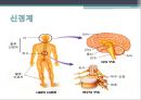 신경계환자 간호(신경계구조와기능,신체사정,의식수준의5단계,GCS,MMT,동공반응검사,진단검사,TCD,경동맥초음파검사,대상자간호,경련환자 간호, 무의식환자 간호,ICP상승환자 간호) 5페이지