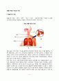 호흡기계의 구조와 기능 2페이지