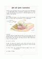 자궁선근종 adenomyosis case 7페이지