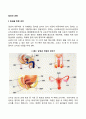임신의 과정(단계) 2페이지