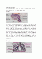 성인간호학 폐기종(COPD) case 2페이지